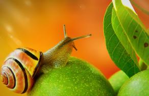 striped snail on a green juicy apple