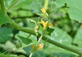 Tomato yellow flowers