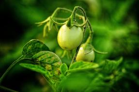 small green tomatoes in a greenhouse