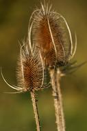 Thistle Autumn