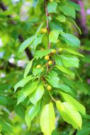 unripe cherry berries on a branch