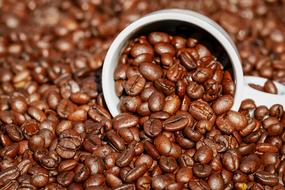 cup on roasted coffee beans