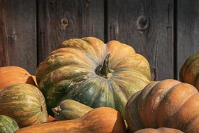orange Pumpkin near a wooden wall close-up