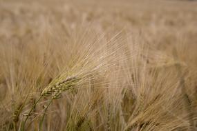 Cereals spikes in field