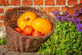 autumn pumpkins in a large wicker basket