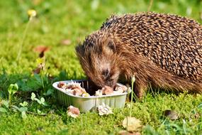 hedgehog eating feed in the garden