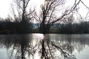 landscape of the Idyllic lake in a Forest