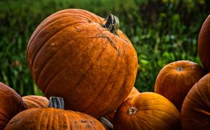 orange Pumpkins Decoration