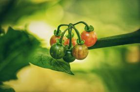 unripe vegetables on a branch on a blurred background