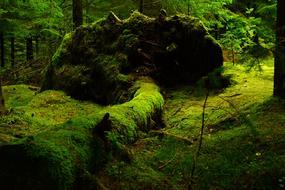 Forest Moss vegetation