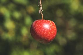 lonely apple on an autumn tree branch