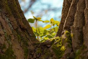 Beautiful, green and yellow leaves on the tree, in the forest