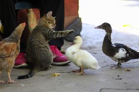 Cat and Rate Chicken