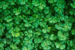 Plant Green