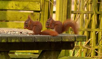 two brown squirrels on a wooden table at lunch