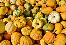 Pumpkin Fruit Cucurbita at Autumn