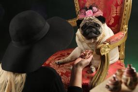 Pug Coffee Tea