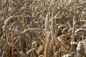 dry ears of wheat on the field