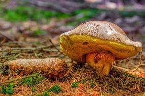 Rac Mushroom