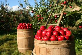 Orchard red Apples