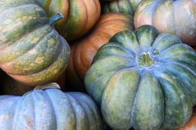Colorful pumpkins and gourds in autumn