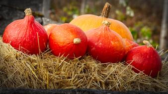 Orange Pumpkins Thanksgiving