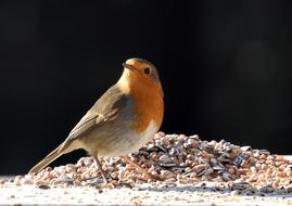 red Bird Robin
