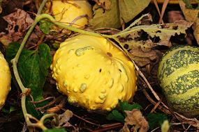 Pumpkin plant with fruits