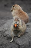 rodents with food