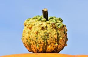 edible pumpkin