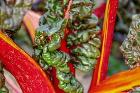 Close-up of the colorful chard plant in light
