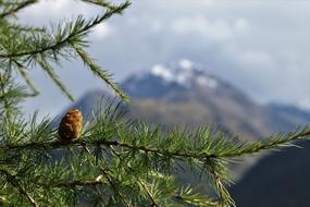 Larch Coniferous