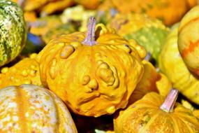 pile of yellow small Pumpkins