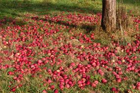 many red apples on the grass under the tree