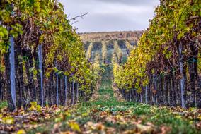 Vineyards Vines