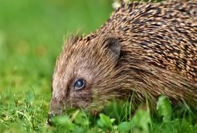cute Hedgehog Spur