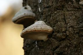 appetizing Mold Tree