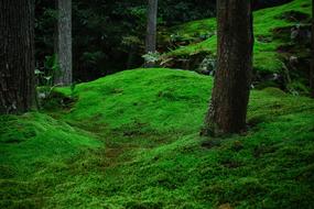 Green Moss on forest floor