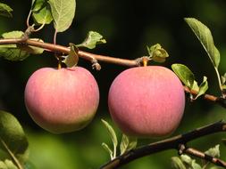 two pink apples on a branch