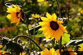 ornamental Sunflowers in bloom