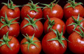 washed red tomatoes