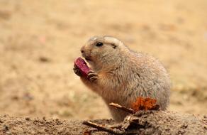 Beautiful and cute, colorful prairie dog, eating food in the zoo