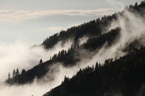 Misty Forest on mountain side at dusk