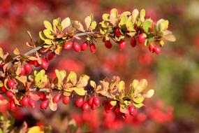 Red Barberry Fruits at Autumn