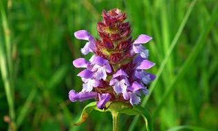 purple blooming meadow flower, close-up