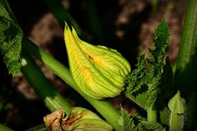 Courgette Flower