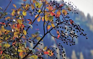Ornamental Shrub Autumn
