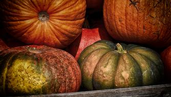 big Pumpkins Colorful Autumn