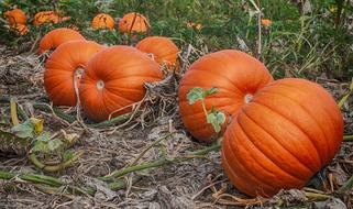 orange Pumpkin Autumn