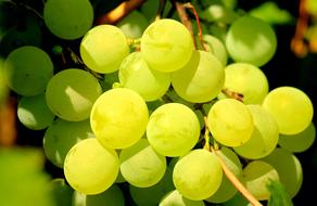 yellow and green grapes